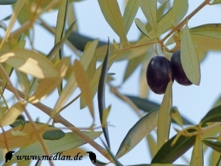 Olivenbaum in Riva del Garda
